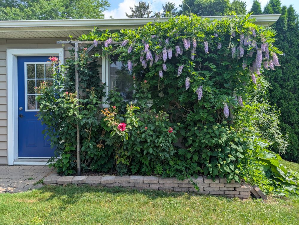 A trellis covered in Wisteria and Roses.