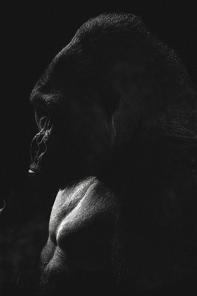 A backlit shadowy profile of a Western Lowland Gorilla