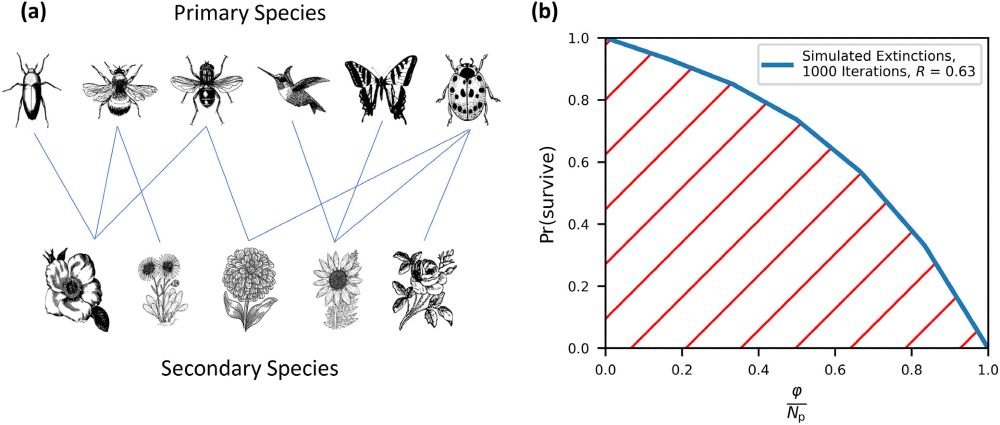 🧪 (a) An example plant–pollinator network and (b) its associated robustness curve. For this network, pollinators are treated as
primary species and plants as secondary species. Random primary extinctions are simulated repeatedly and the proportion of surviving
secondary species is recorded to generate the robustness curve. The greater the red area below the graph, the more robust is the system. Illustrations used in (a) are all available in the public domain under a
CC0 license.