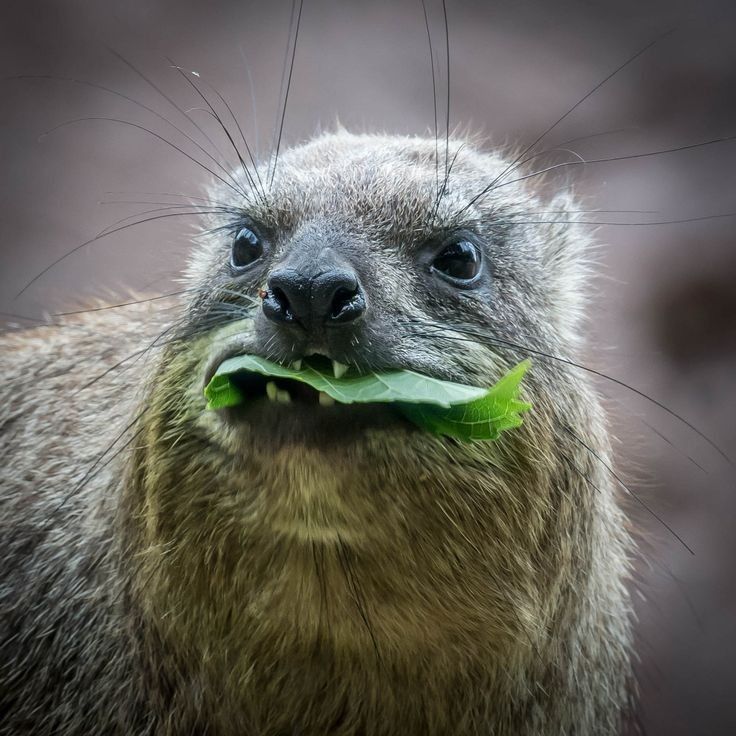 A rock hyrax with