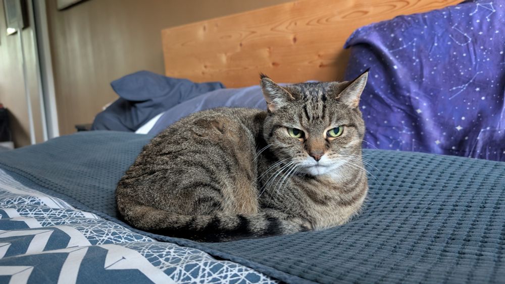 Grey tabby cat sitting on a bed with blue bedding 