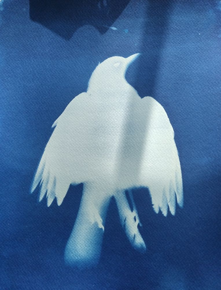 White outline of a bird against a dark blue background. Made with Cyanotype