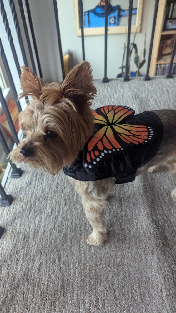 Butterfly costume