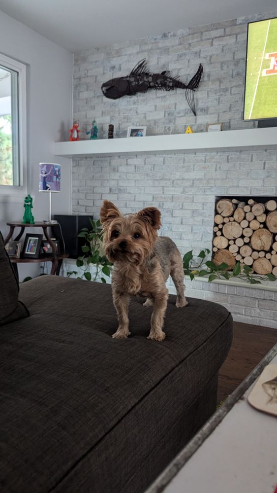 Fizz with smoosh face, staring at me