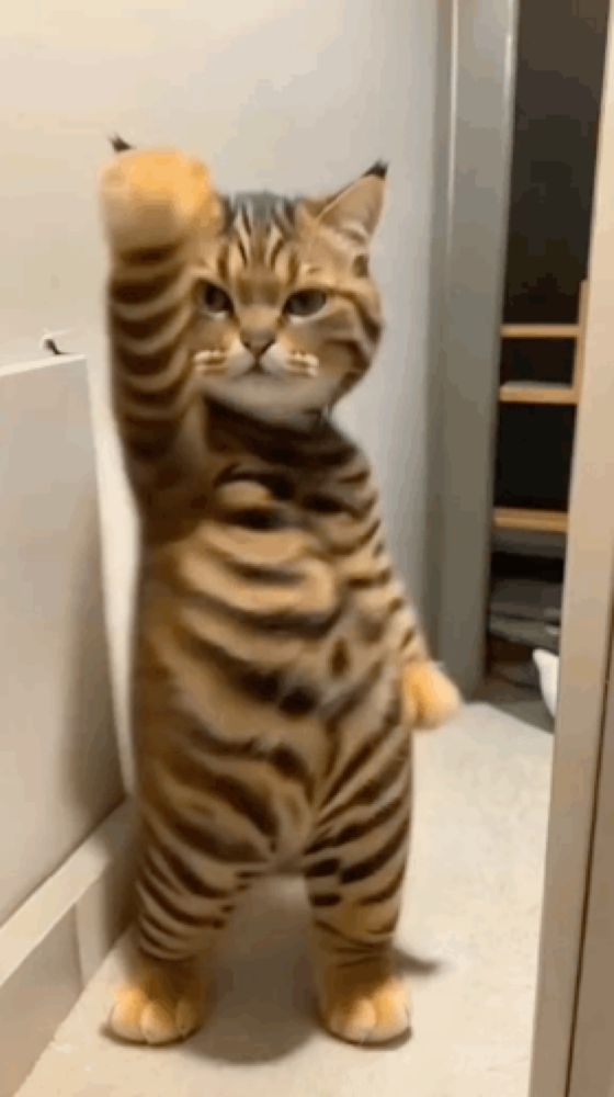 a tiger cat is standing on its hind legs with its paw up in the air .