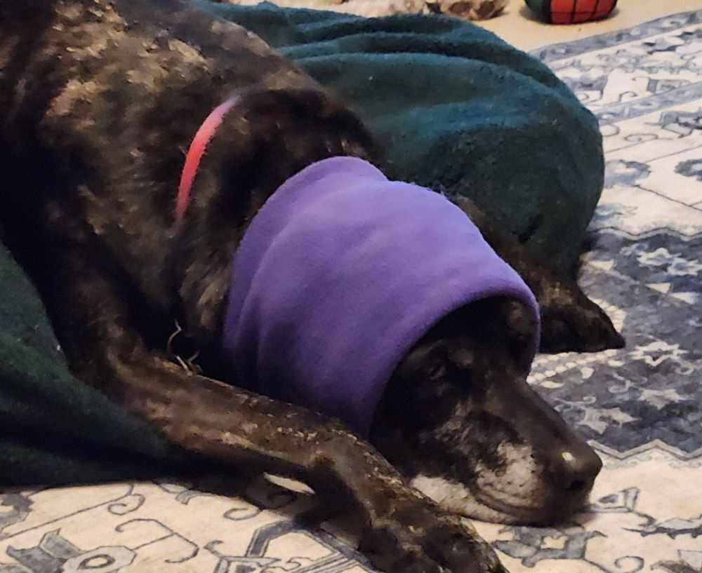 Brindled pittie mix on a green pillow wearing a purple thunder sock covering her ears. Looking very annoyed about the whole thing (our town fireworks tonight are like 4 blocks away).