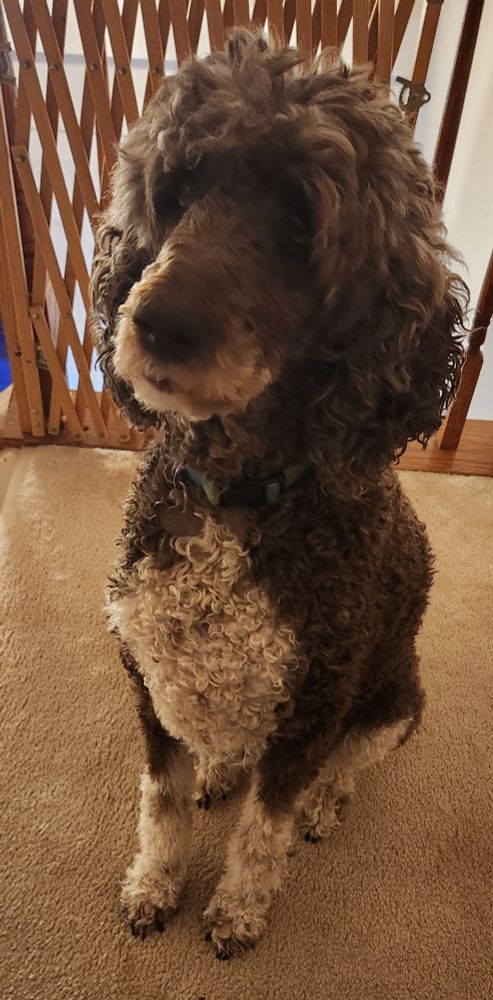 Slightly scruffy black and white parti poodle sitting at attention for pets.