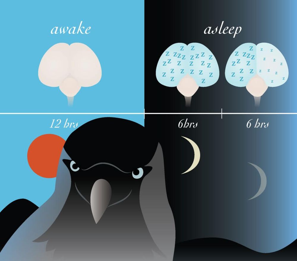 Black bird with squares behind that say awake asleep 12 hrs 6hrs 