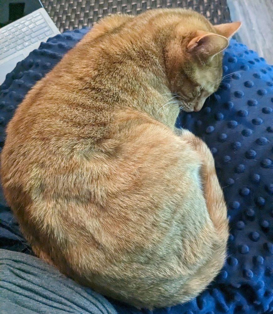 Orange cat curled up on his human's lap, sleeping the sleep of the Innocents.