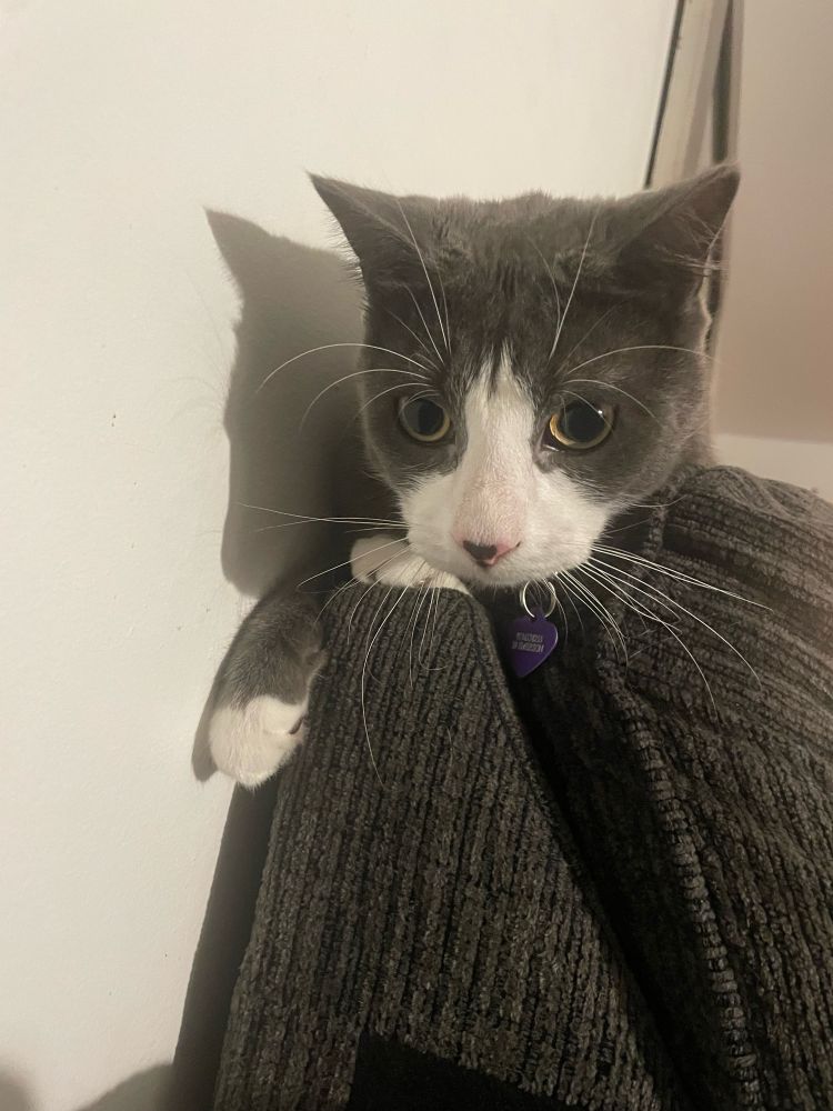 Gray cat with white snout and paws on top of a gray couch 