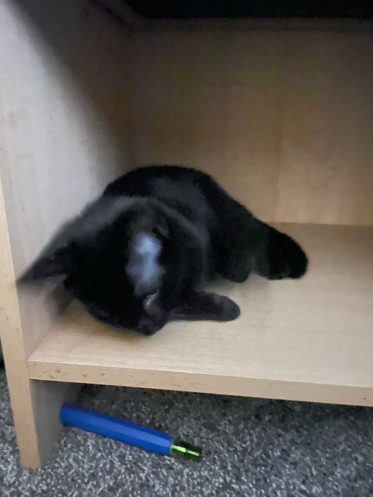 Black cat in a cubby
