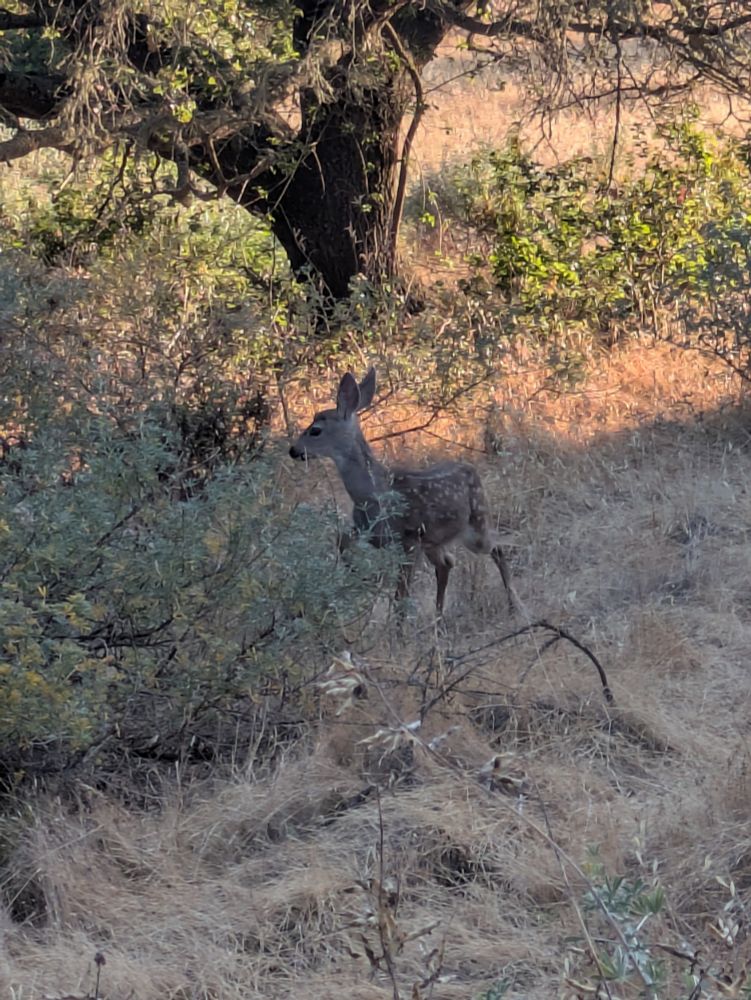 A fawn white spots in grass and walking behind a bush