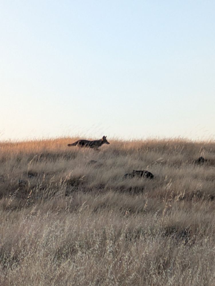 Juvenile coyote walking through a field in golden sunlight 
