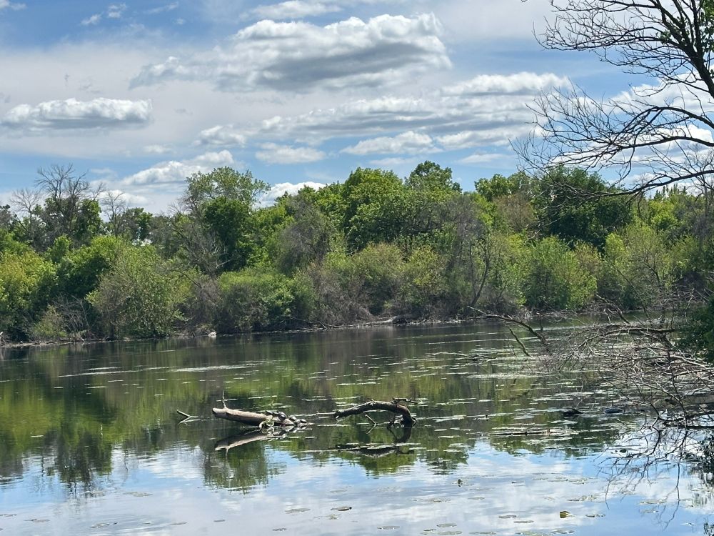 a lakeside scene: the top third of the photo is puffy gray-white clouds against a blue sky, the middle third is green trees of varying shapes on an island in the lake, and the bottom third is the lake itself, reflecting the trees and clouds and with some dead tree branches sticking out of the water. there are turtles on one of the branches