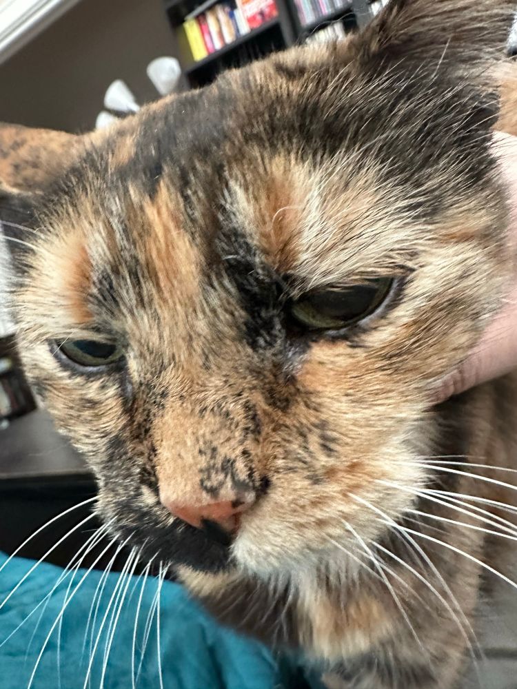 close-up of a disgruntled tortie cat with a pink nose and cream and cinnamon stripes on her face