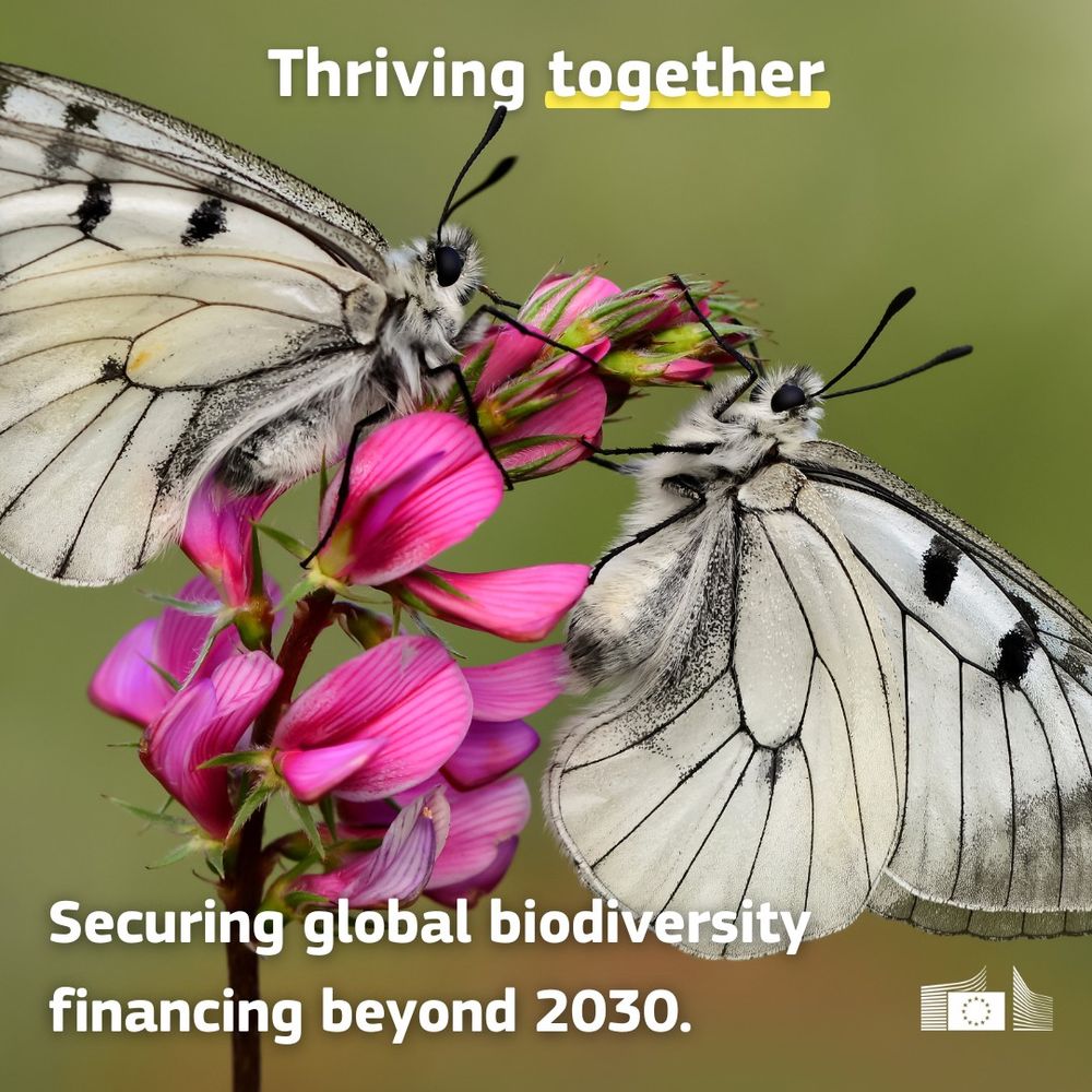 A close-up photograph of two white butterflies with black vein patterns on their wings, perched on a cluster of pink flowers. The butterflies face each other, with their bodies angled towards the centre of the flower cluster. The flowers are a vibrant pink, and the background is a soft, blurred green. The text "Thriving together" is written in bold, white letters at the top of the image, with the word "together" underlined in yellow. Below the butterflies, the text "Securing global biodiversity financing beyond 2030." is written in white letters. In the bottom right corner, is the European Commission's logo. 
