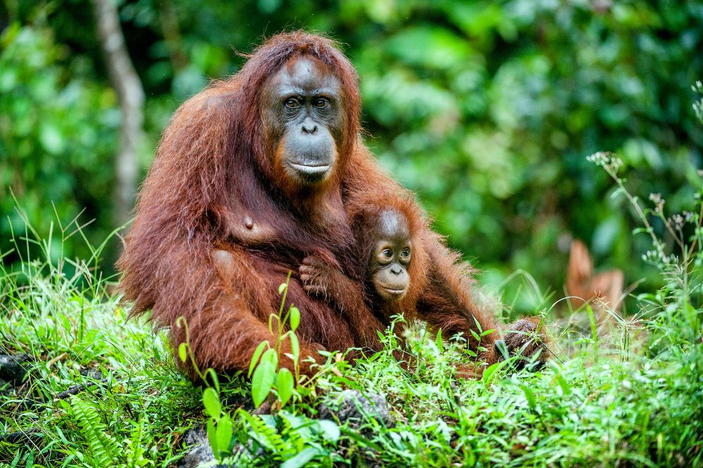 A mother orangutan sits on the ground in a green forest, holding her baby close.