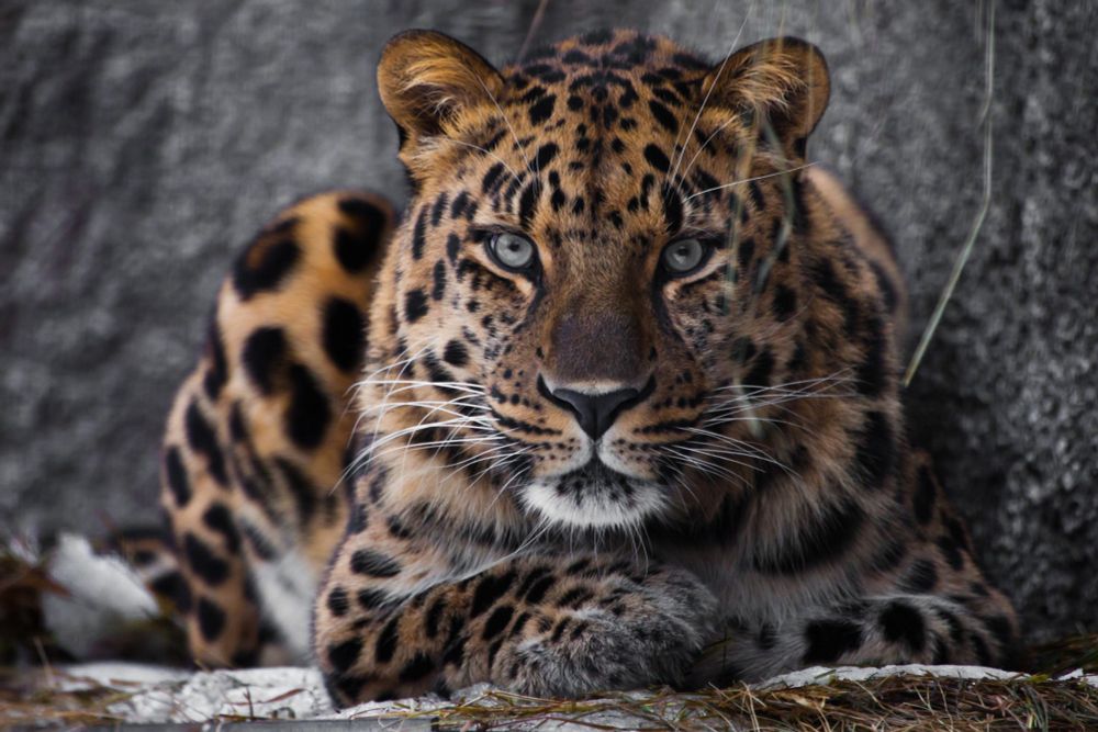 A leopard lies on a rock, looking straight ahead.