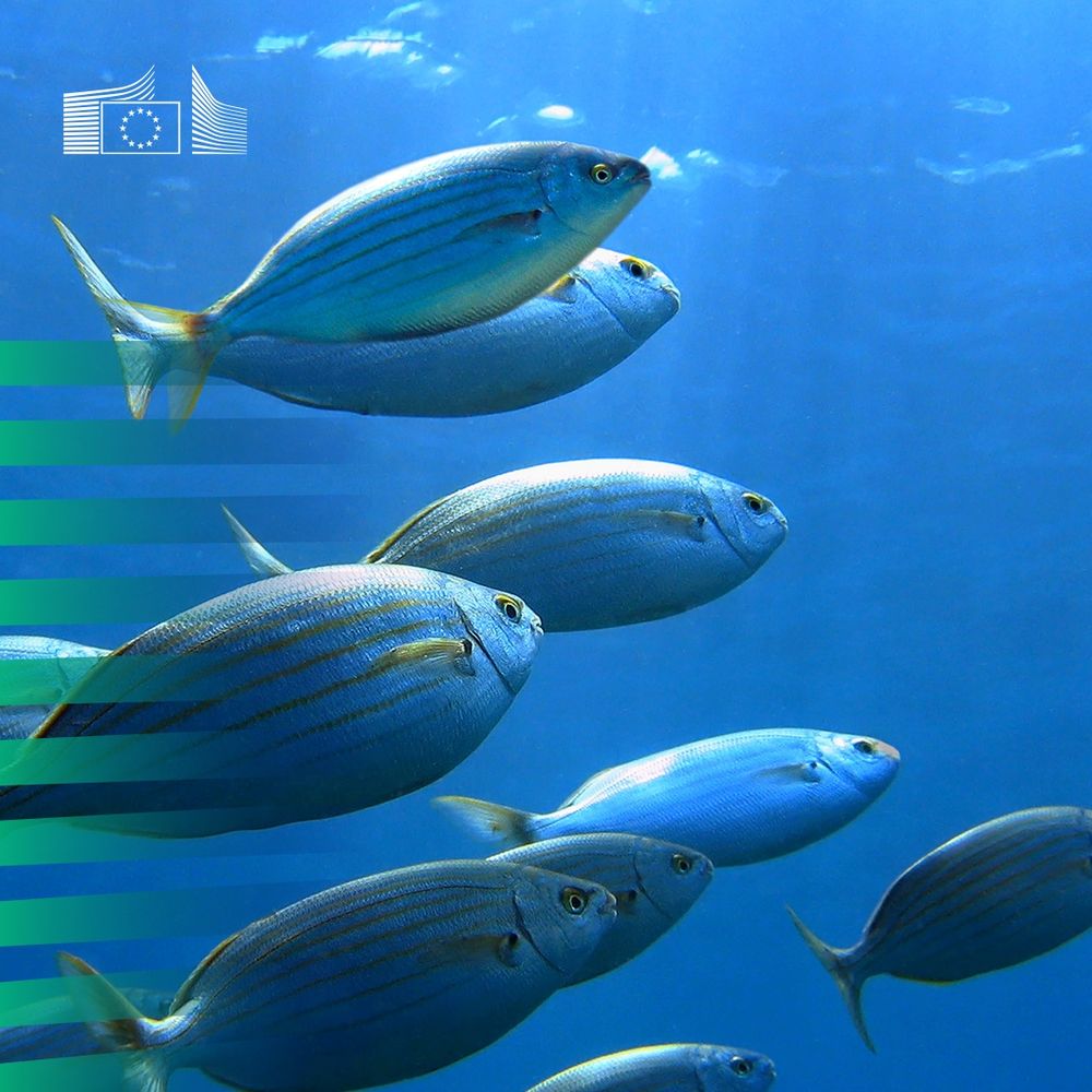 A group of colourful fish swimming together in the clear blue ocean water. 