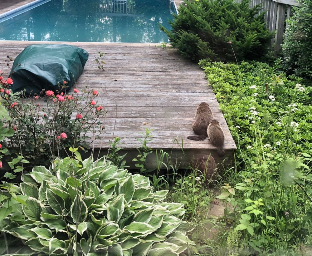 picture of a wooden deck by a pool surrounded by plants and a rose bush. A big groundhog sits facing away from camera, with a smaller groundhog in an identical pose slightly behind. a third groundhog, also small, sits on the grass behind them, just off the edge of the deck.