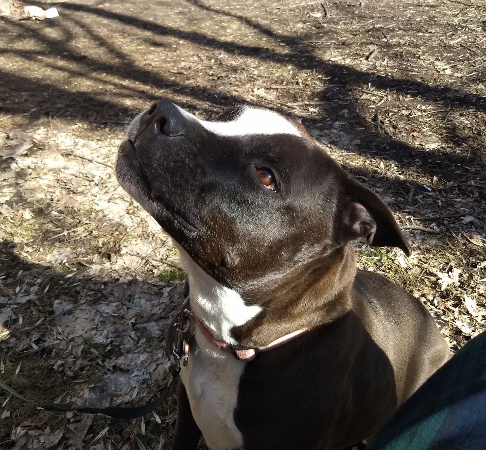 a black and white pitbull looking up at a person who is offscreen. He looks patient and attentive.