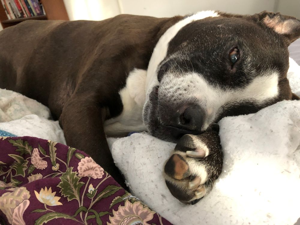 a black and white pitbull lying on his side amid blankets. His dual colour paw is prominent in the foreground and his inside out ear is adorable in the background.
