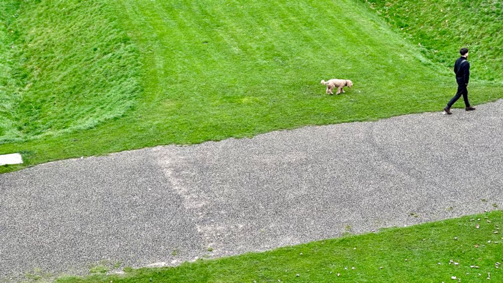 A man wearing all black walking along a grey footpath set within a green grass lawn, trailed by his little white dog.