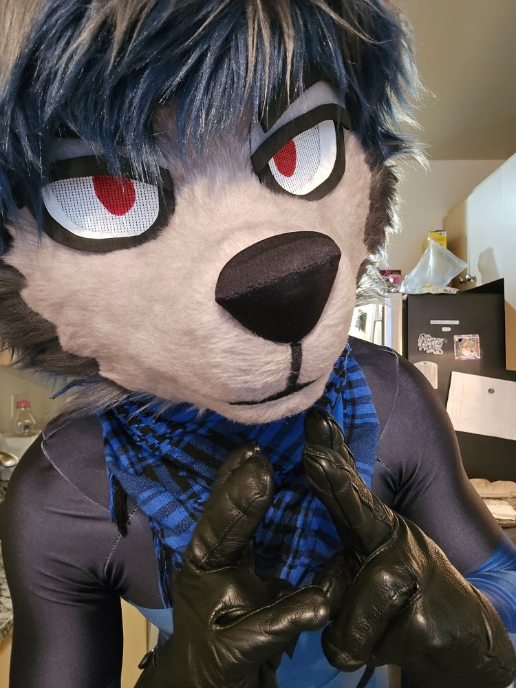 picture of a wolf in spandex peering into camera 