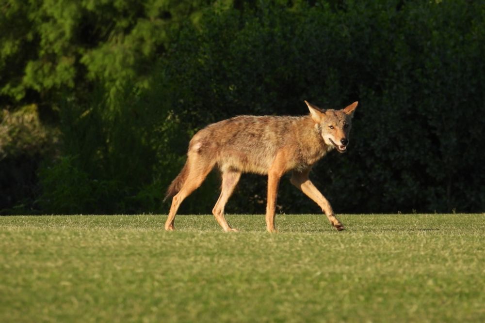 Coyote Spotted Stealing a Ball Off a Golf Course in Canada Just Wanted to Play