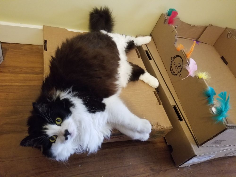 A beautiful fluffy black and white kitty lying on a cardboard box. She looks a little excited