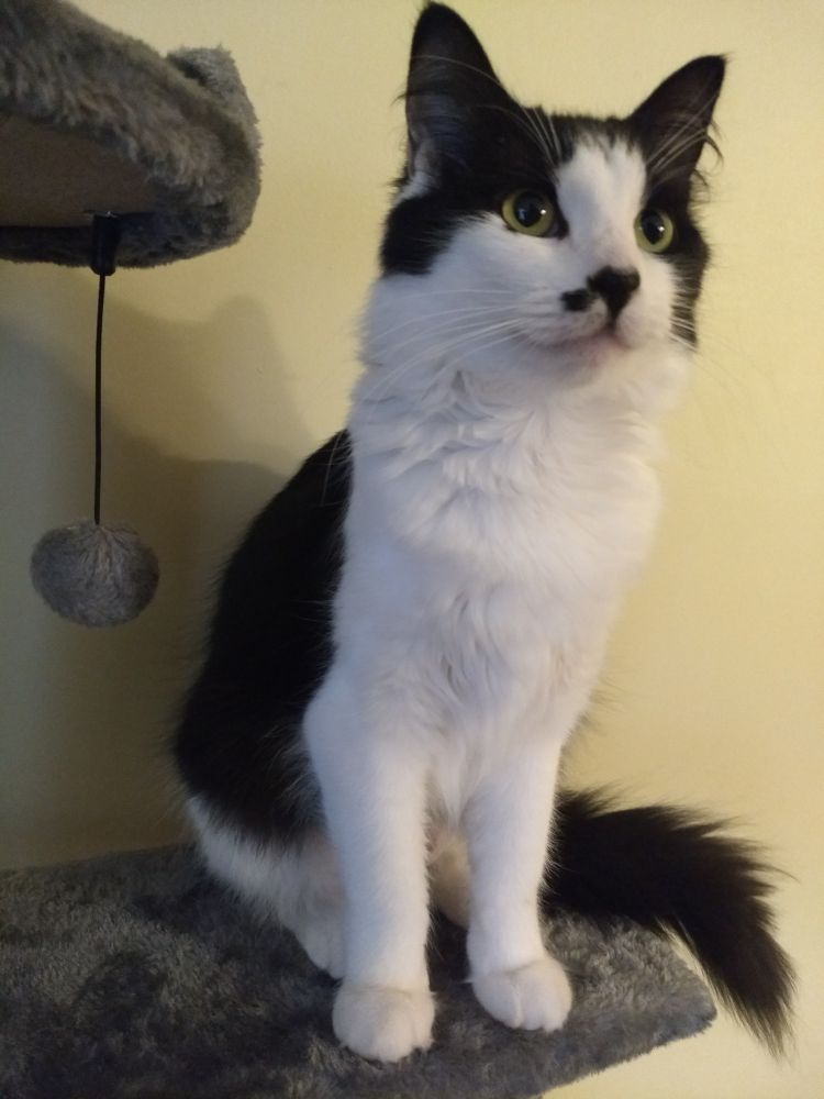 A cute fuzzy black and white kitty sitting upright in a regal pose, perched on a bluish grey cat tree.