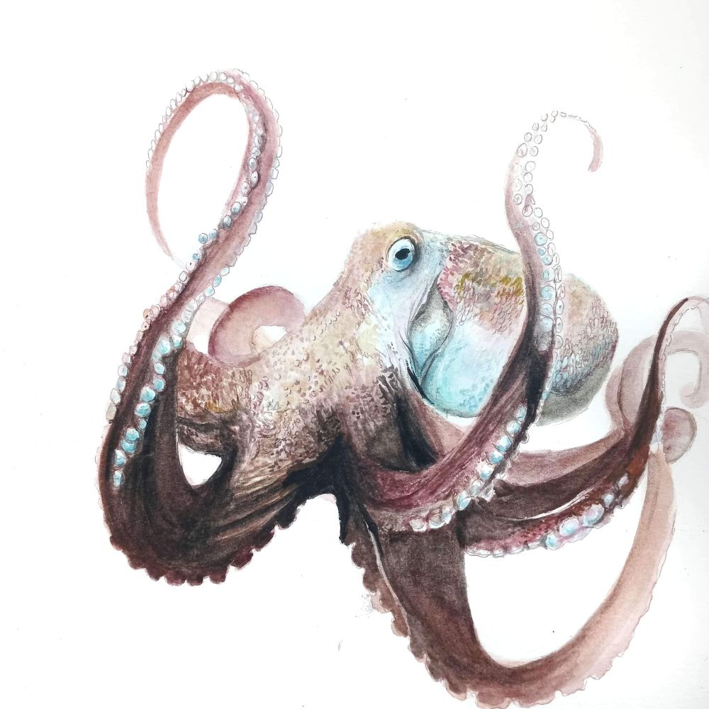 An ink and watercolor octopus of many shades of teal, red and brown on white background 