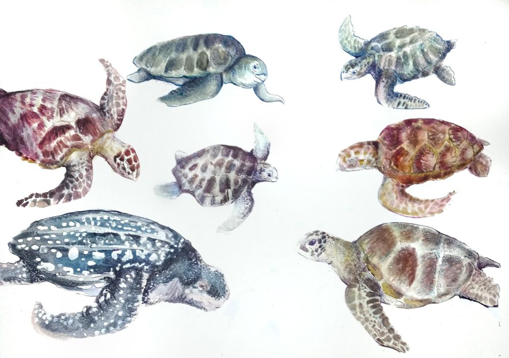 7 sea turtle species painting with ink and watercolor on white background 