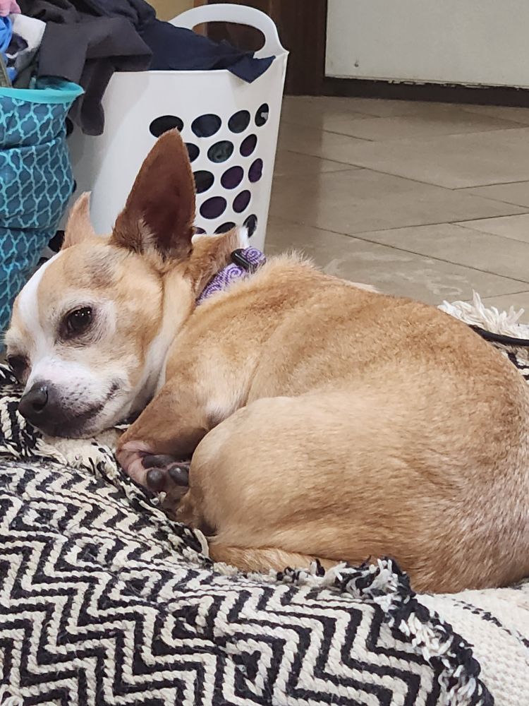 A Chihuahua mix curls up on a adomont pouf, a small footrest.
