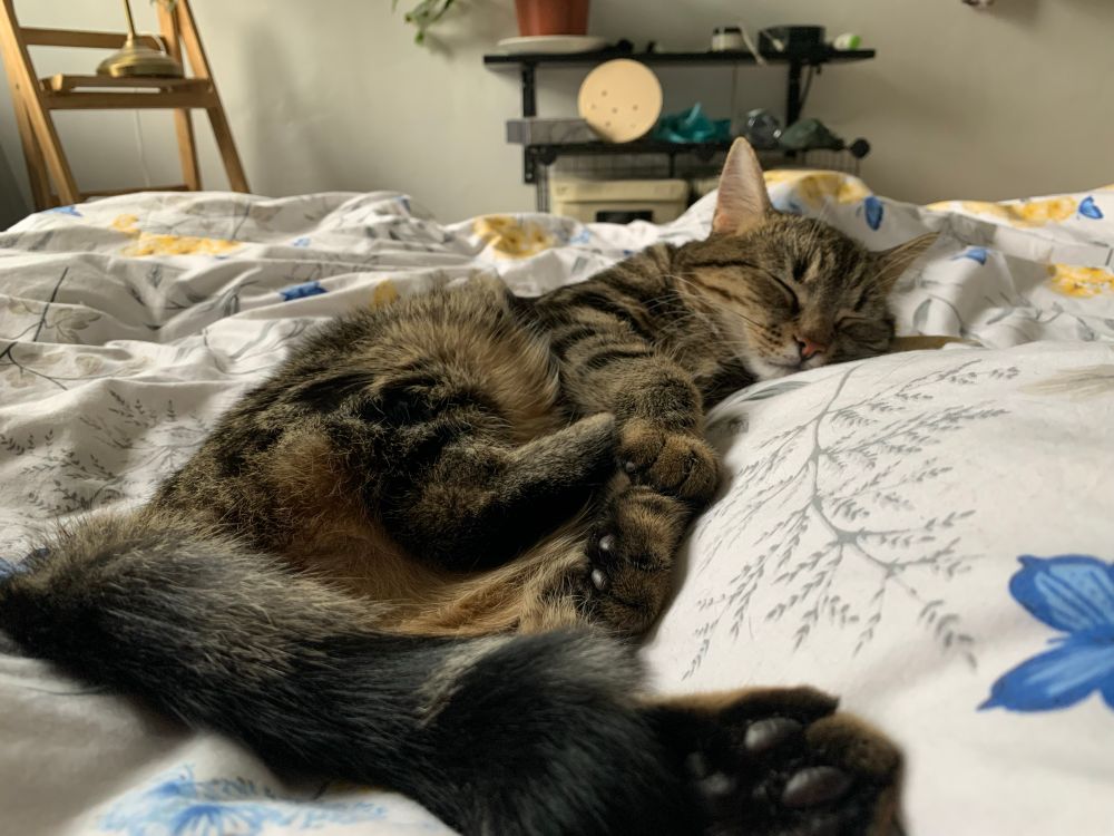A brindle kitten sleeps on a floral blanket. Her toebeans are on prominent display. 