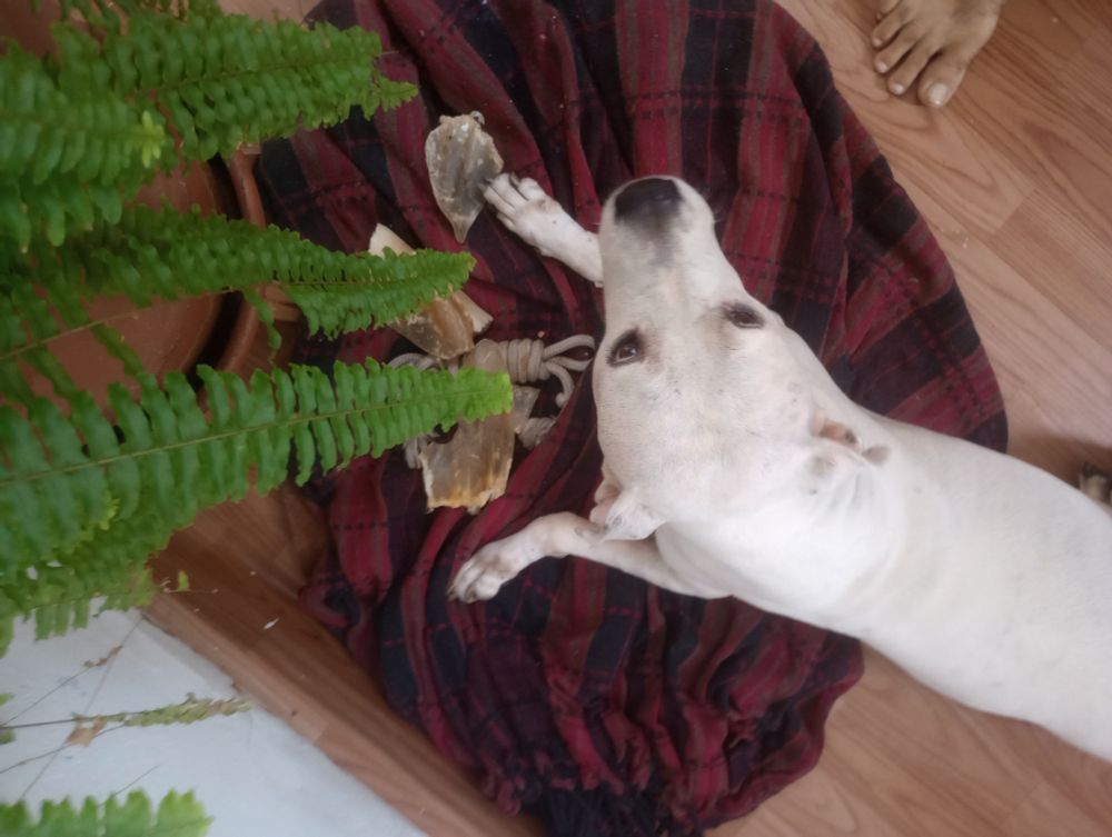 Cachorra branca fofa guardando um pedaço de osso, alguns pedaços de orelhas bovinas desidratadas e uma corda enrolada