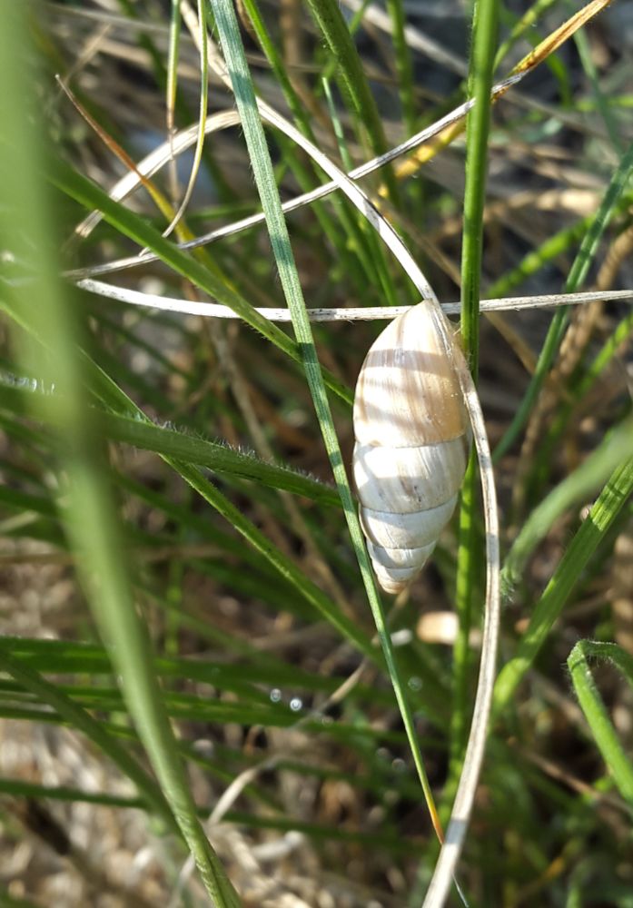 Small white snail clinging to a dried grass stalk.