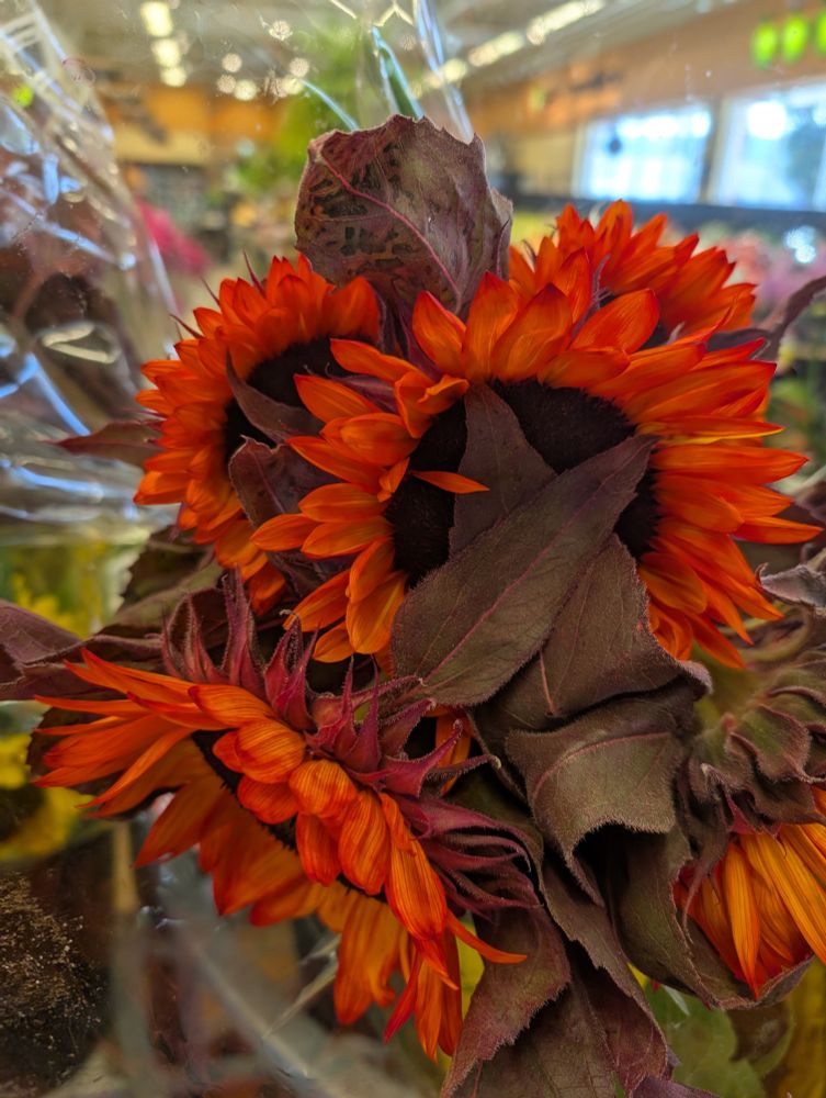 Intense red-orange sunflower bouquet with purple foliage 