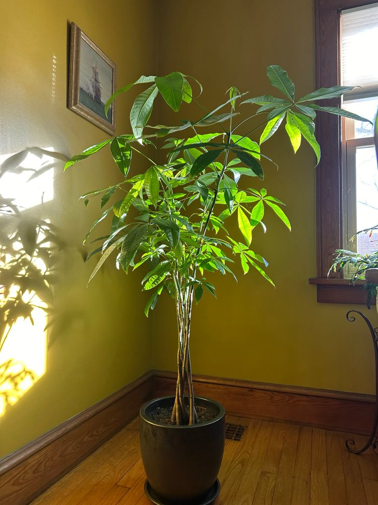 Money tree plant, Pinar.