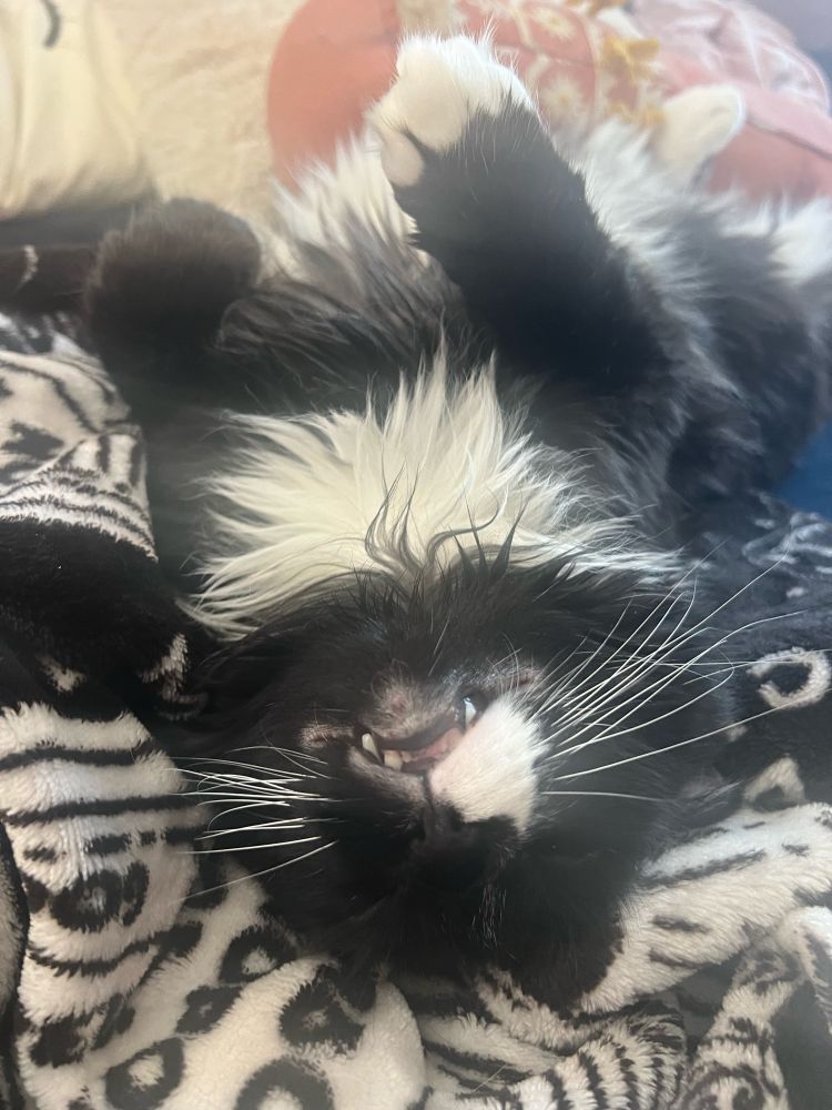 Hank the tuxedo cat sleeping on his back with his mouth open and his teeth hanging out