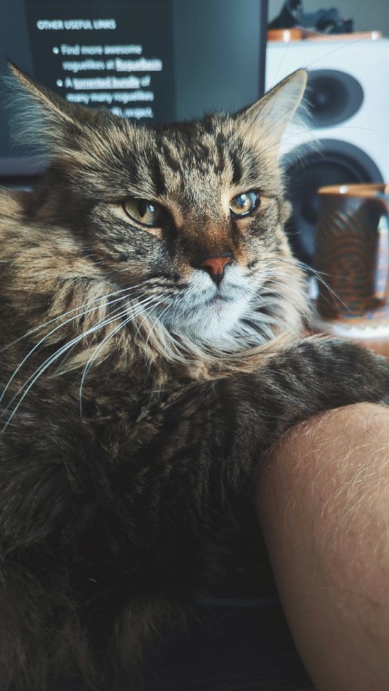 A fluffy brown tabby cat on my desk with her arm draped over my mousing arm. She's making a "what are you gonna do about it" face 
