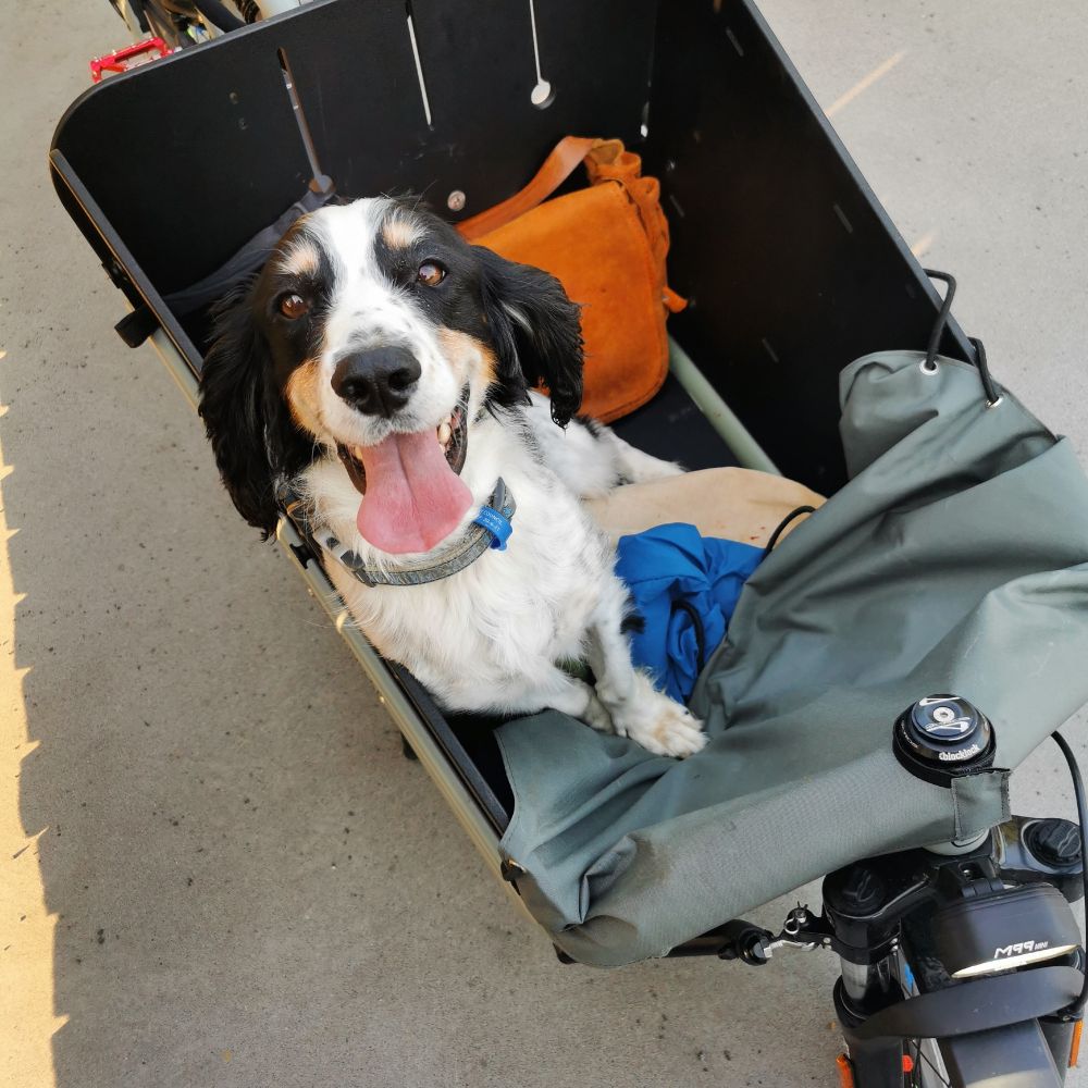 picture of a happy dog sitting in the front of a cargo bike