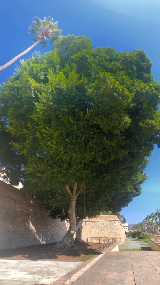 Árbol enorme en Cartagena, España con una persona para comparar tamaño.