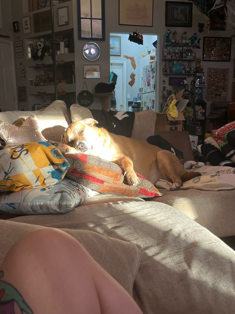 a seven year old brown dog with his head in a sunbeam on a beige couch