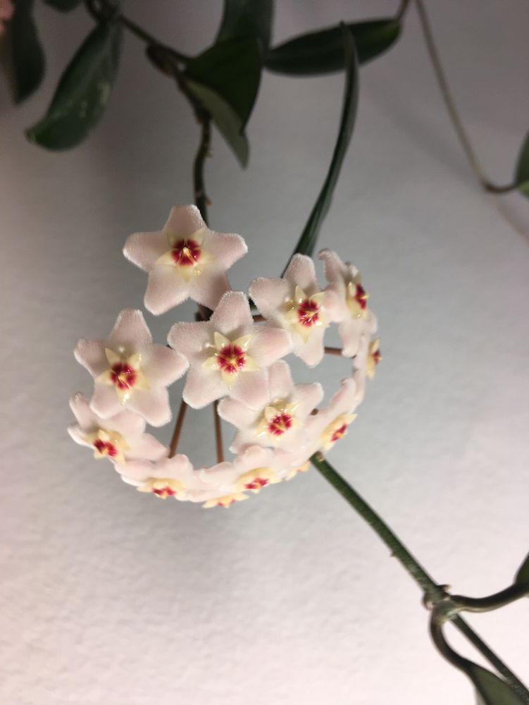 Hoya bella in bloom, plushy whiteish starshaped flowers with red center. Smells super sweet