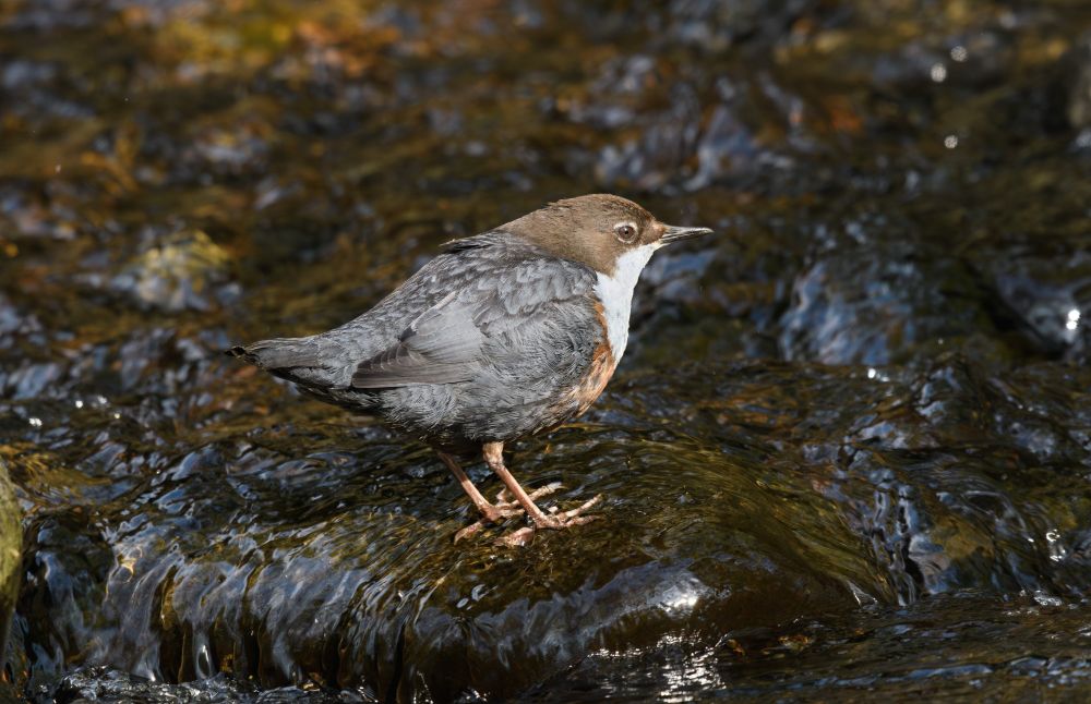 Dipper, a short dumpy bird, standing on a rock in a stream, bird has a blueish sheen to the wings and back, a brown head and its throat and breast is white
