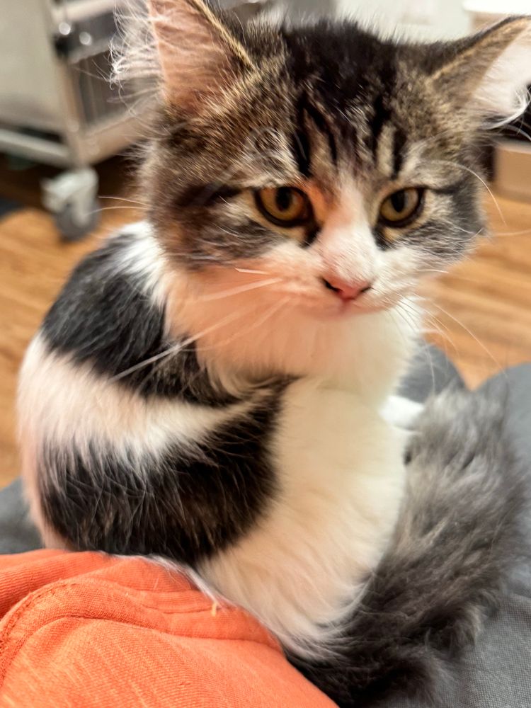 closeup of munchkin kitten being held