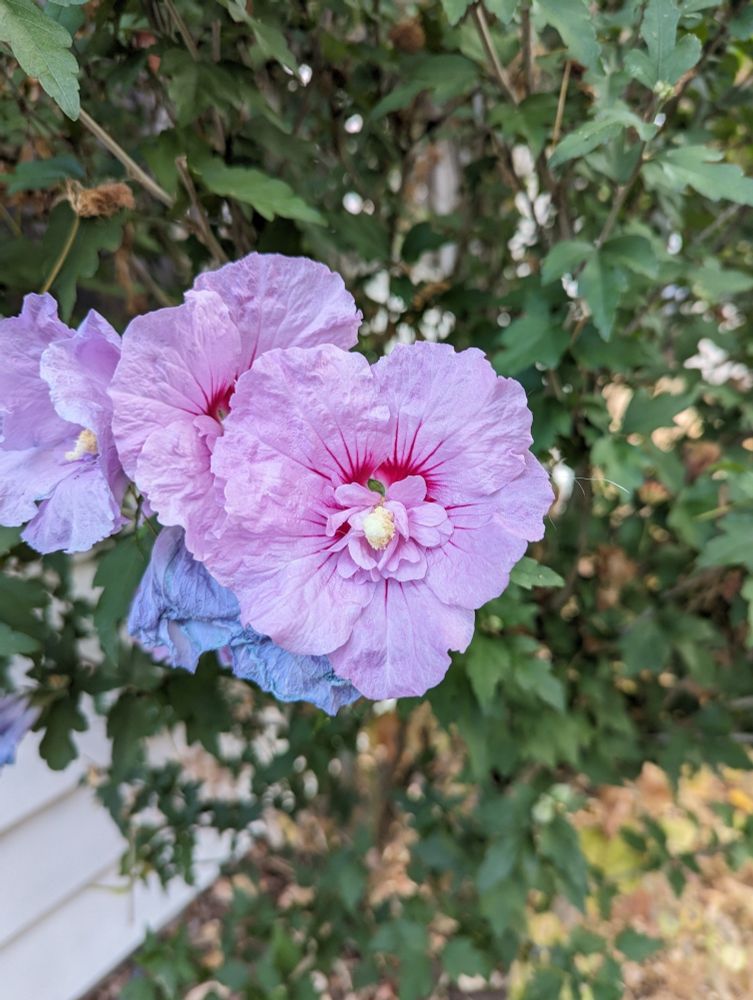 Purple hibiscus flower on a bush.