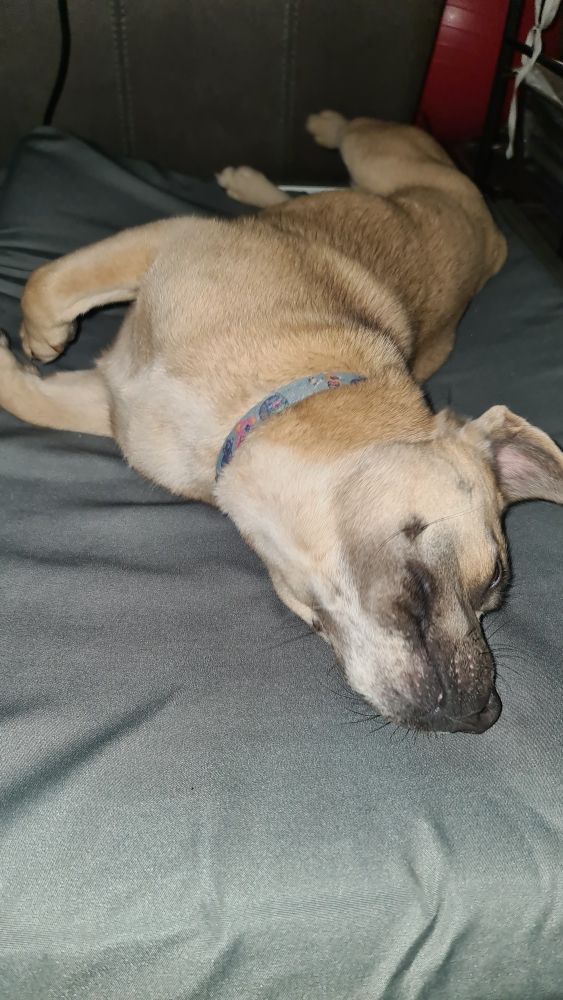 Dog rolling around on a new dog bed