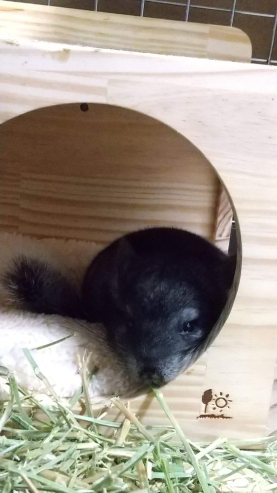 チンチラ　チンチラベビー　キューブの中でねんね